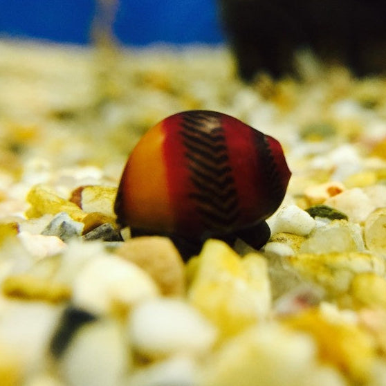 Rote Rennschnecke - Neritina waigiensis