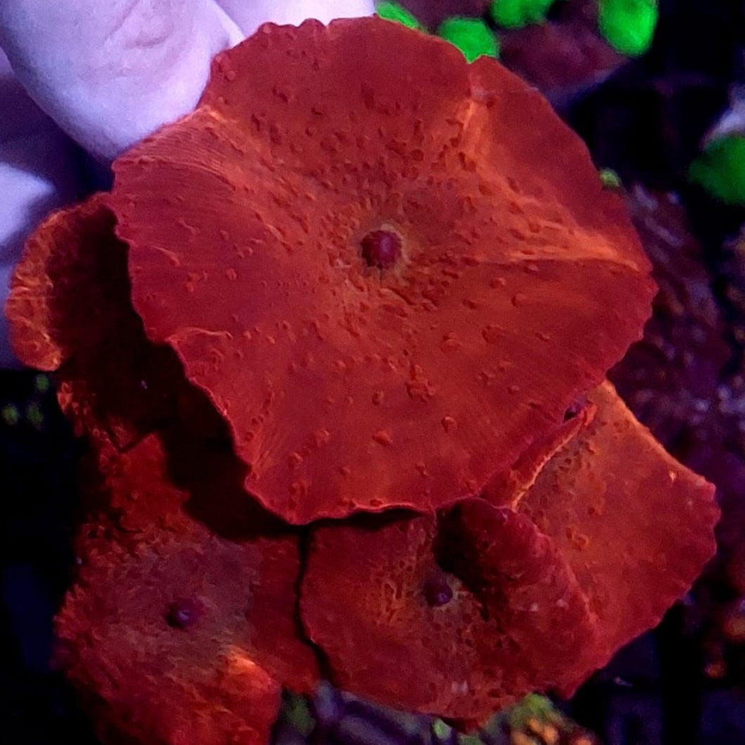 Scheibenanemone - Discosoma sp. "Rot"