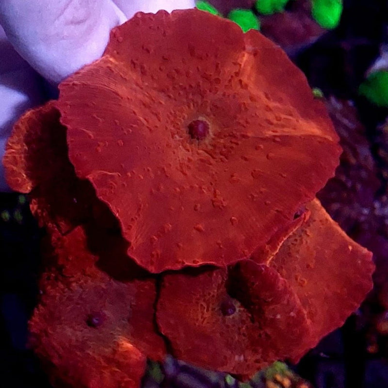 Scheibenanemone - Discosoma sp. "Rot"