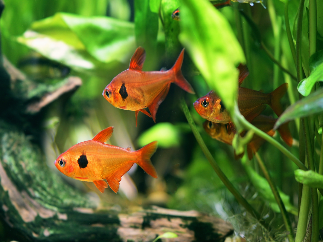 Roter Phantomsalmler - Hyphessobrycon sweglesi