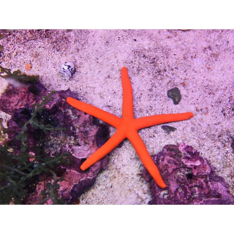 Roter Seestern - Linckia sp.