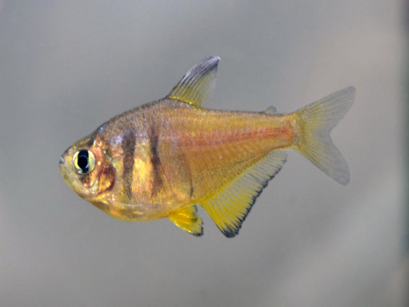 Roter von Rio - Hyphessobrycon flammeus "Gelb"