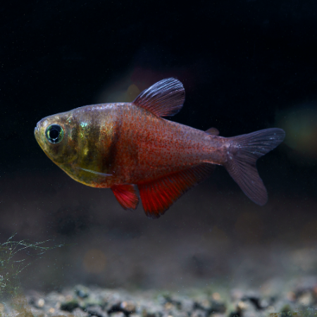 Roter von Rio - Hyphessobrycon flammeus
