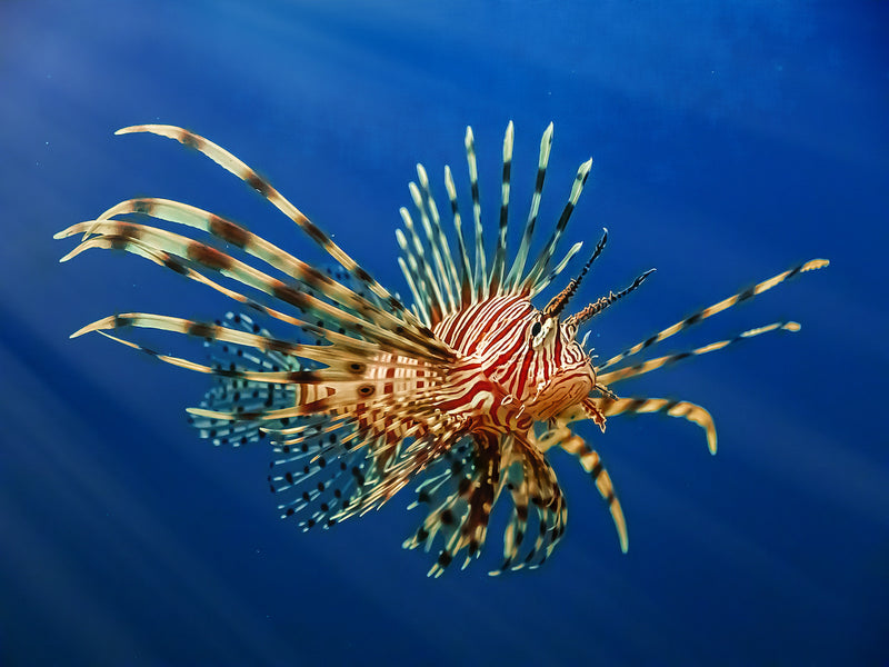 Rotfeuerfisch Pterois volitans