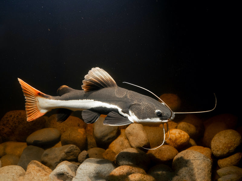 Rotflossen Antennenwels - Phractocephalus hemioliopterus
