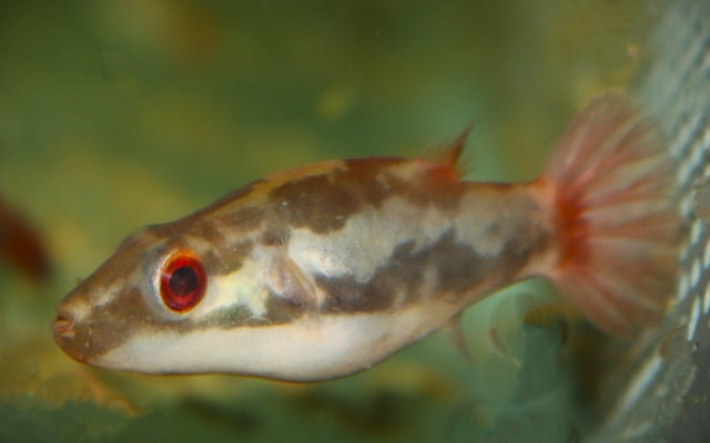 Rotschwanz Kammkugelfisch  - Carinotetraodon irrubesco