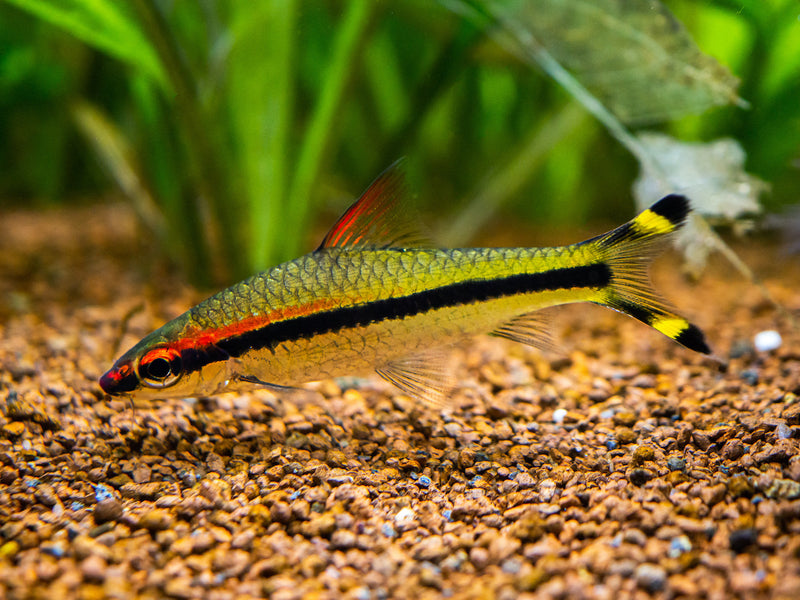 Rotstrichbarbe - Sahyadria denisonii