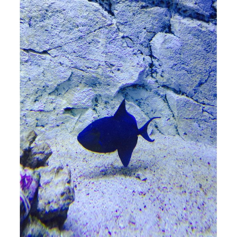 Rotzahn Drückerfisch - Odonus niger