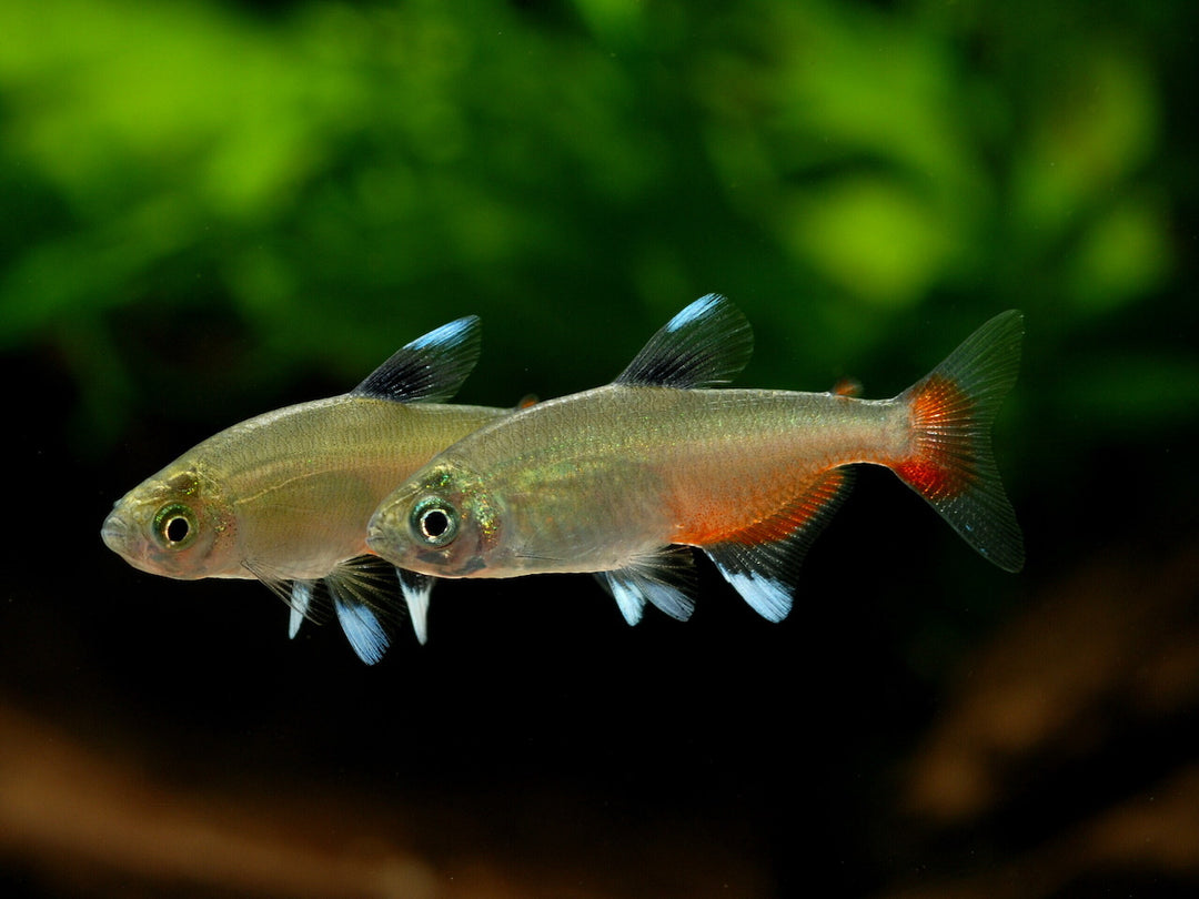 Rubinsalmler - Aphyocharax rathbuni