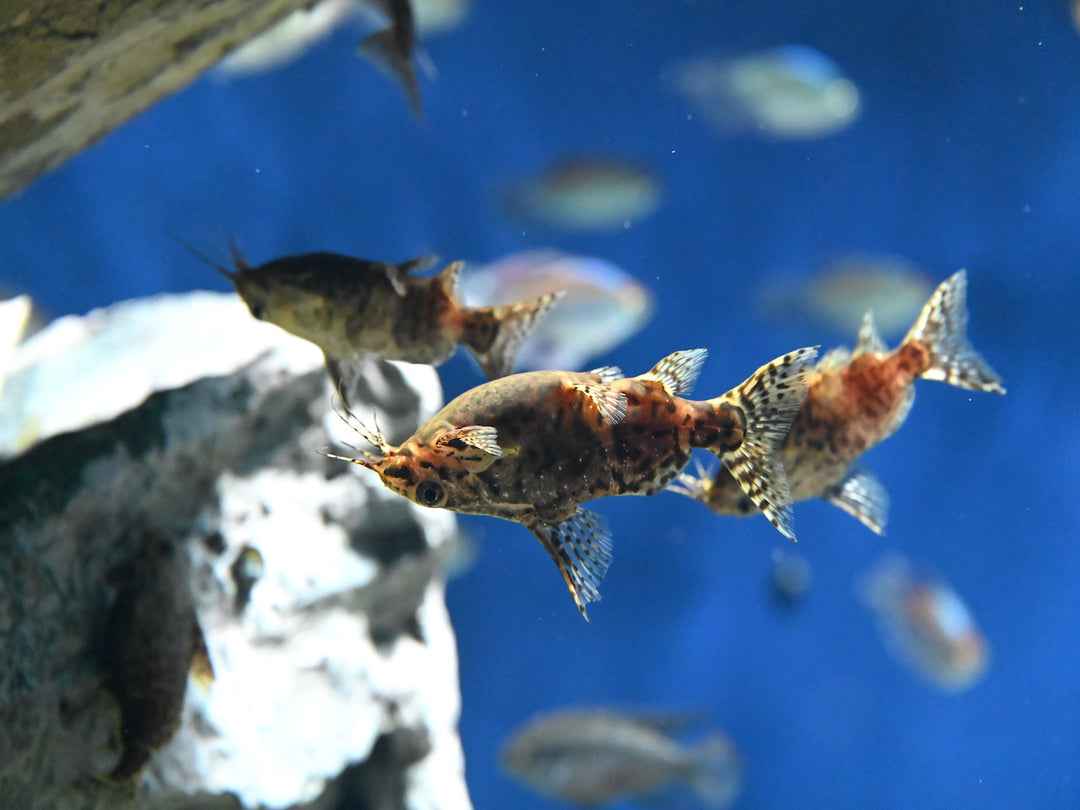 Rückenschwimmender Kongowels - Synodontis nigriventris
