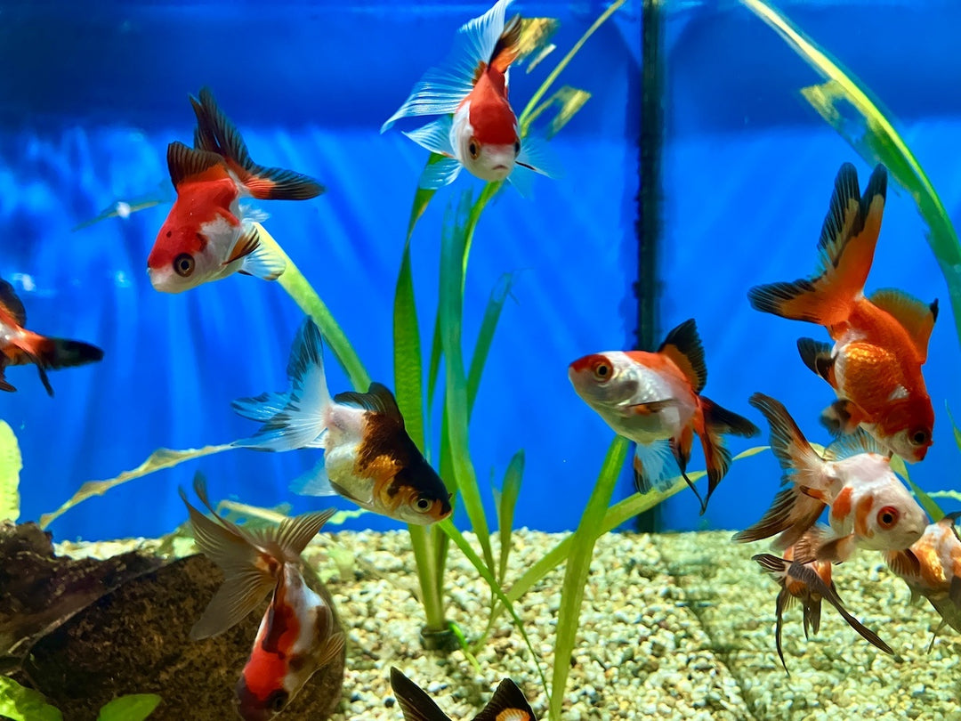 Ryukin Goldfisch- Carassius auratus "Tricolor"