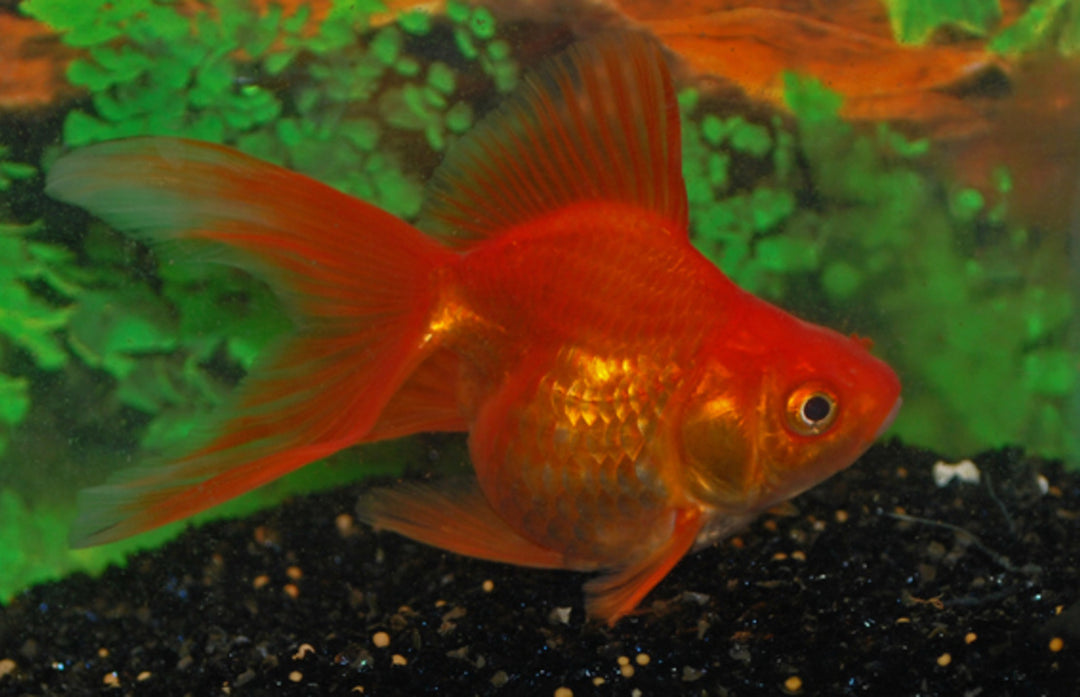 Ryukin Goldfisch - Carassius auratus "Schleier/Rot"