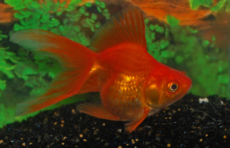 Ryukin Goldfisch - Carassius auratus "Schleier/Rot"
