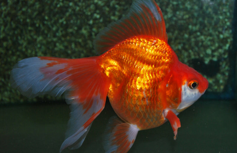 Ryukin - Carassius auratus ""Schleier/rot/weiß"