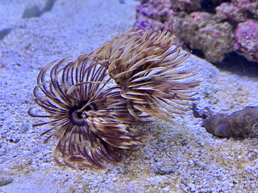 Röhrenwurm - Sabellastarte magnifica "Karibik"