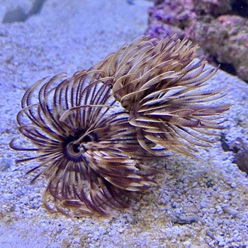 Röhrenwurm - Sabellastarte magnifica "Karibik"
