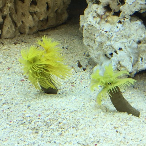 Röhrenwurm - Sabellastarte sp. "Gelb"