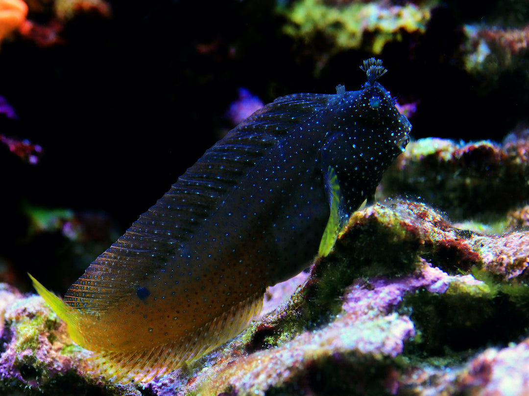 Sternchen Schleimfisch - Salarias ramosus
