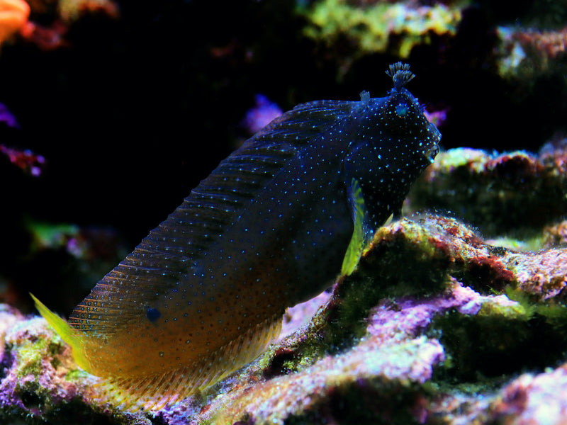 Sternchen Schleimfisch - Salarias ramosus