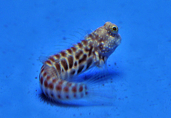 Segmentierter Schleimfisch - Salarias segmentatus