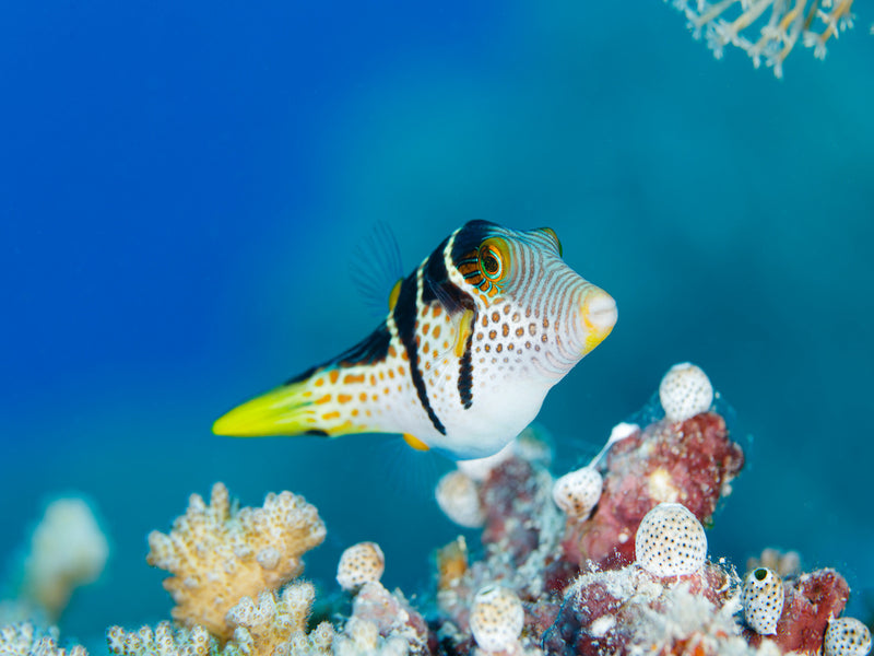 Sattel Spitzkopfkugelfisch - Canthigaster valentini