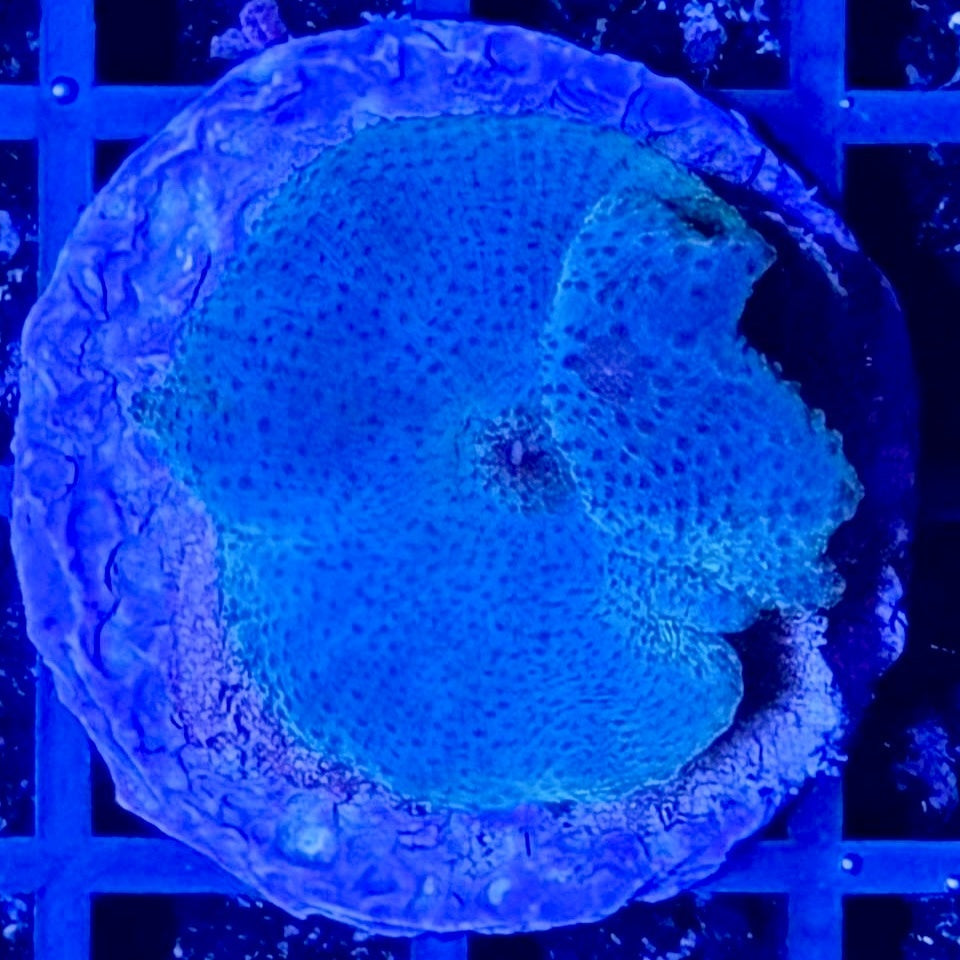 Scheibenanemone - Discosoma sp. Blau