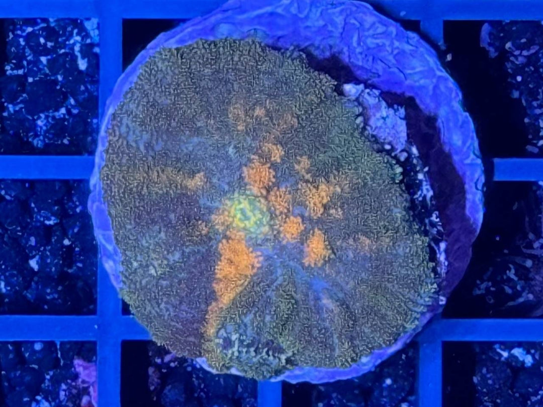Scheibenanemone - Ricordea sp. WYSIWYG
