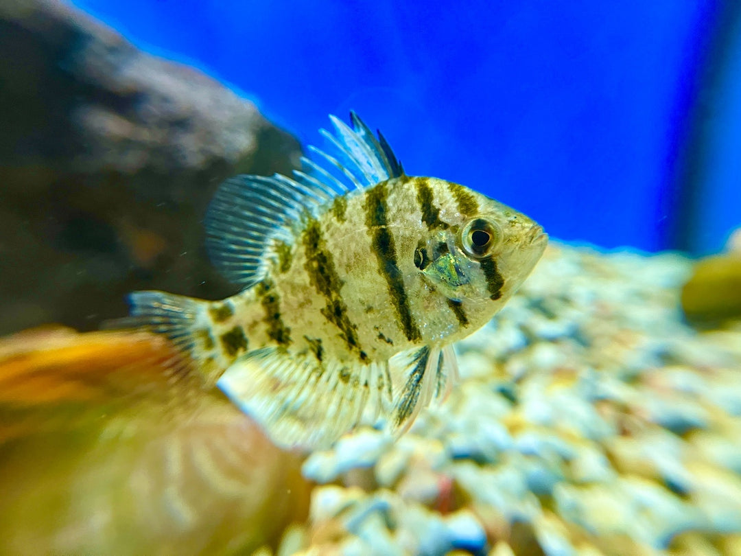 Scheibenbarsch - Enneacanthus chaetodon