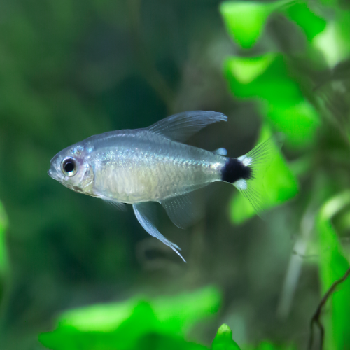 Schilfsalmler - Hyphessobrycon elachys