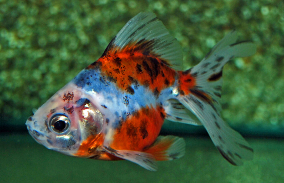 Ryukin - Carassius auratus "Schleier/Calico"