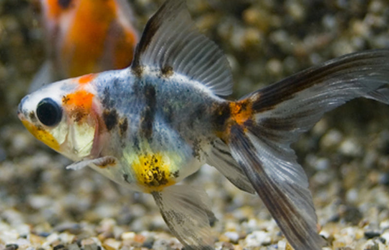 Schleierschwanz - Carassius auratus "Calico"