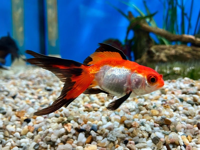 Schleierschwanz - Carassius auratus "Dreifärbig"
