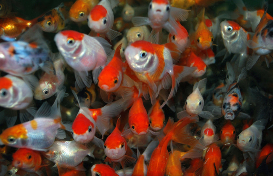 Schleierschwanz - Carassius auratus "Mix"