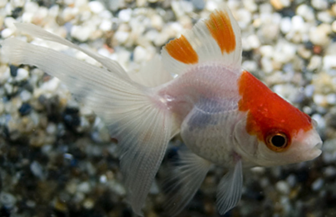 Schleierschwanz - Carassius auratus "Rot/weiß"