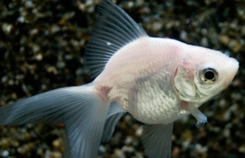 Schleierschwanz - Carassius auratus "Weiß"