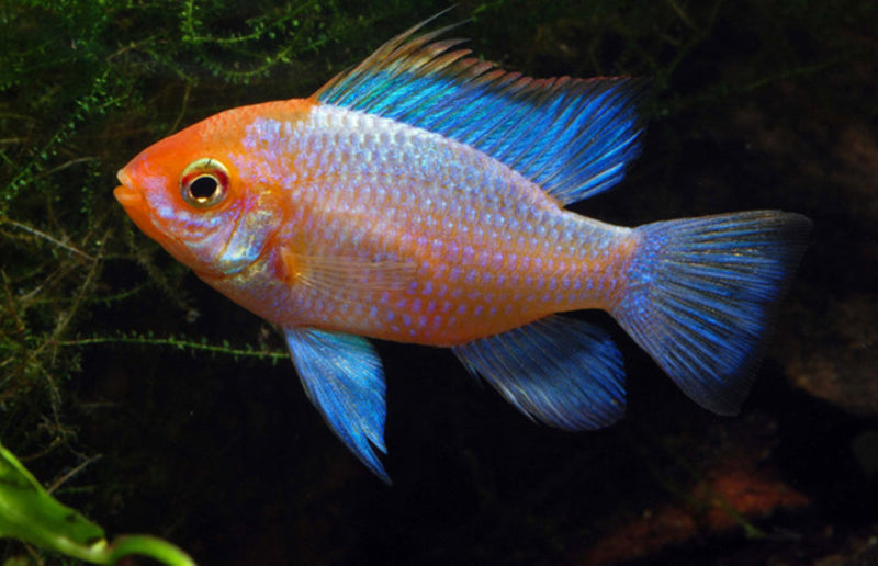 Südamerikanischer Schmetterlingsbuntbarsch “Neon Blau Gold"