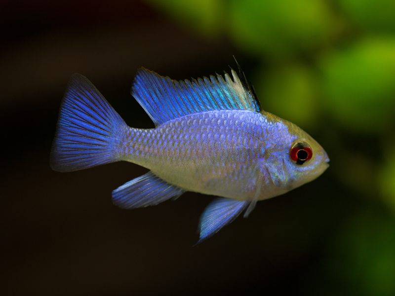 Südamerikanischer Schmetterlingsbuntbarsch “Electric Blue“