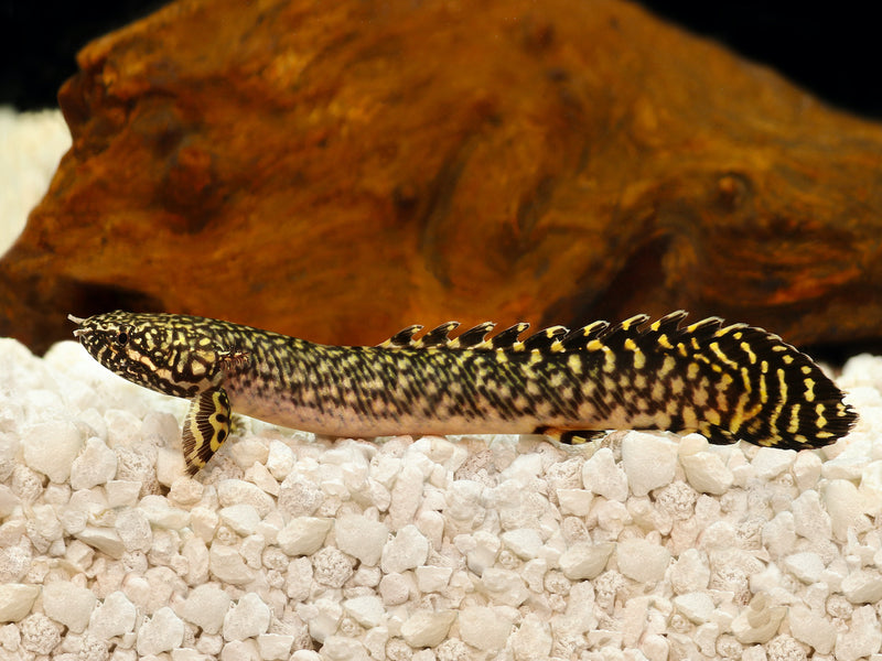 Schmuck Flösselhecht - Polypterus ornatipinnis