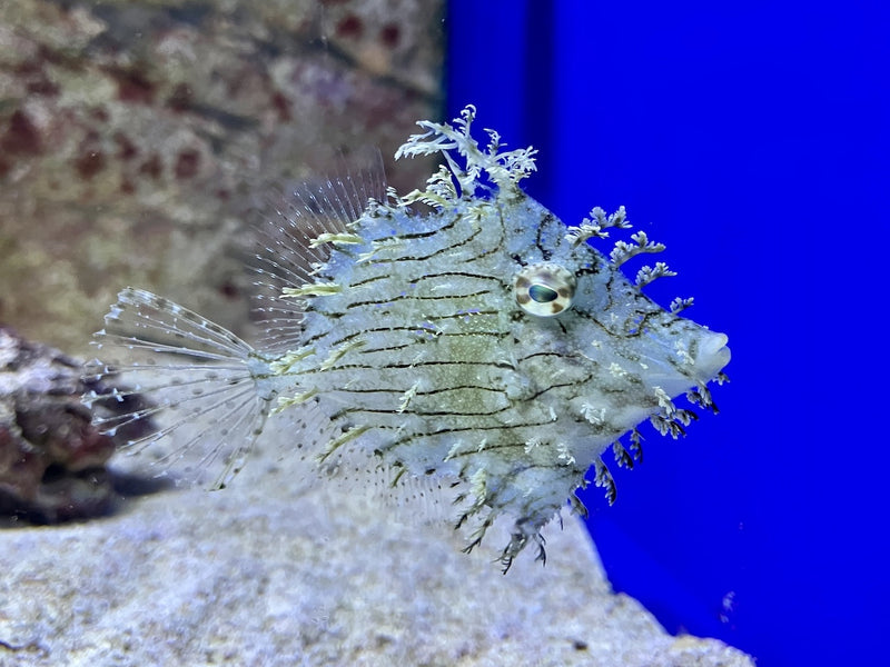 Schmuck Feilenfisch - Chaetodermis penicilligerus