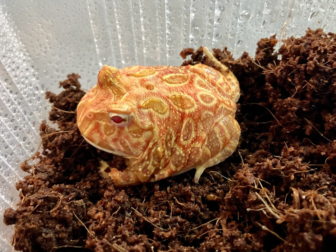 Schmuckhornfrosch - Ceratophrys cranwelli (Pacman-Frog) "Strawberry"