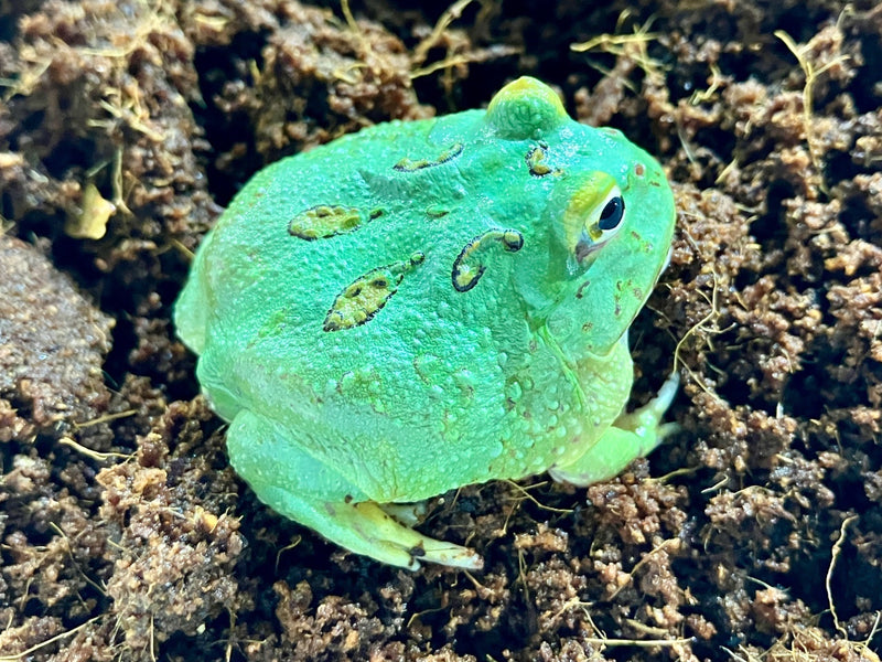 Schmuckhornfrosch - Ceratophrys cranwelli (Pacman-Frog) "Peppermint"