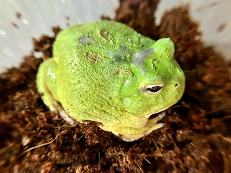Schmuckhornfrosch - Ceratophrys cranwelli (Pacman-Frog) "Macha"
