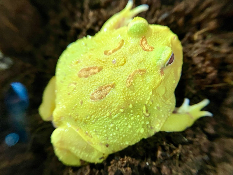 Schmuckhornfrosch - Ceratophrys cranwelli (Pacman-Frog) "Picachu"