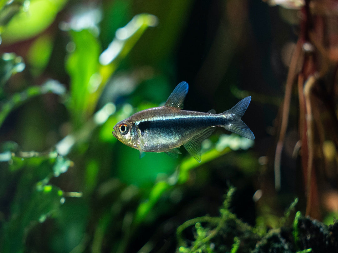 Schwarzer Neon - Hyphessobrycon herbertaxelrodi
