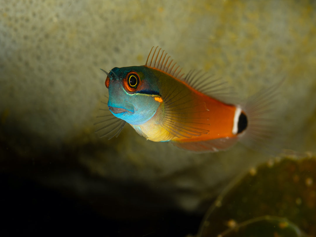 Schwarzfleck Schleimfische - Ecsenius stigmatura