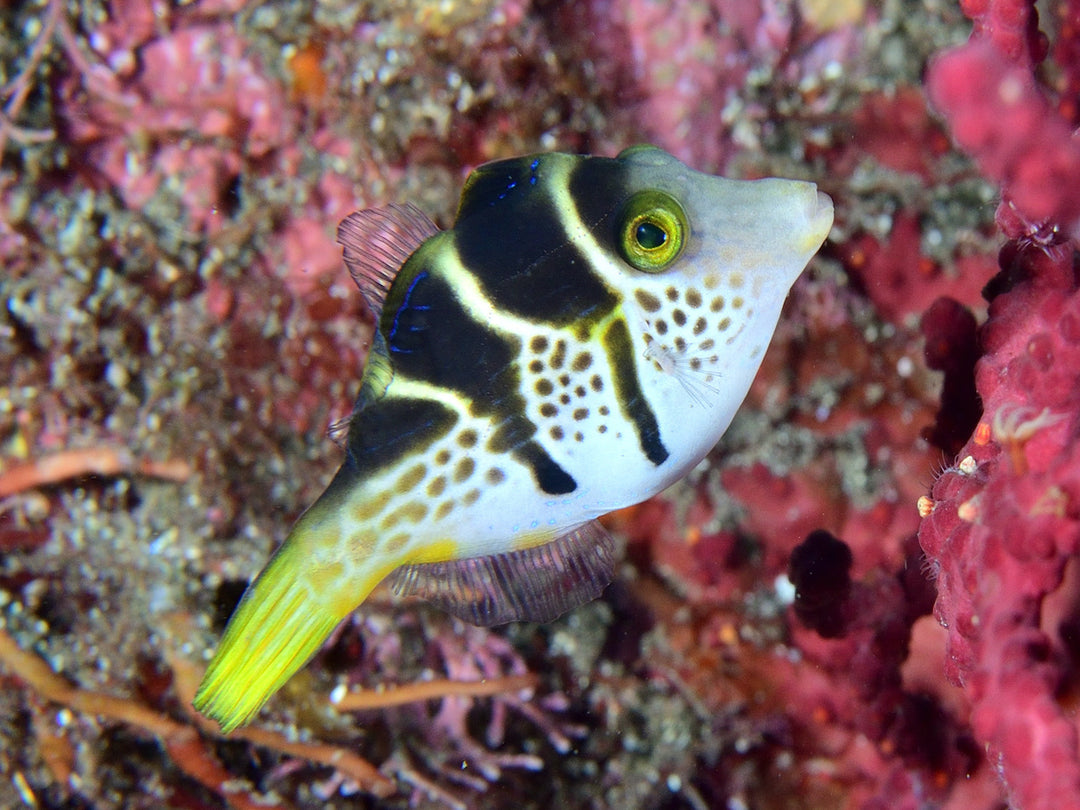 Schwarzsattel Feilenfisch - Paraluteres prionurus
