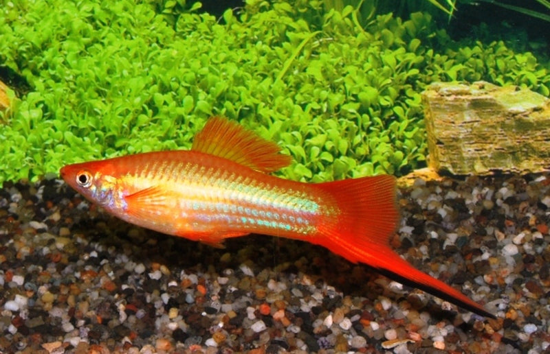 Schwertträger - Xiphophorus helleri "Marigold"