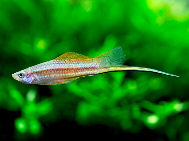 Schwertträger - Xiphophorus helleri "Grün"