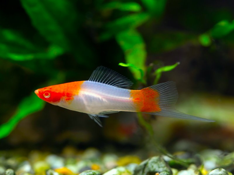 Schwertträger - Xiphophorus helleri "Koi Kohaku"