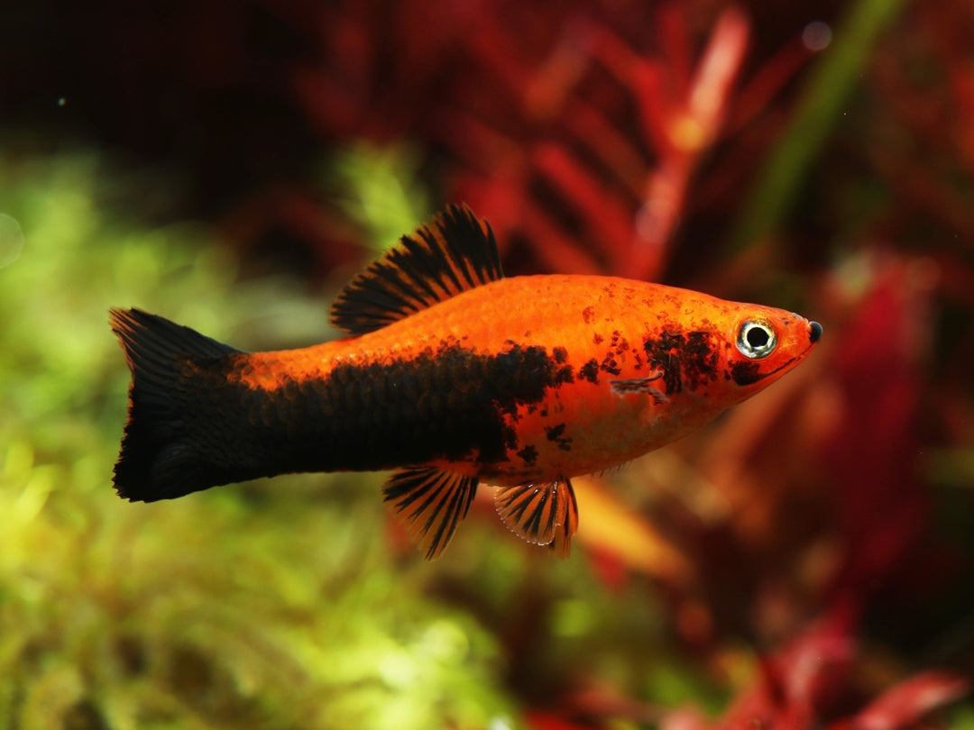 Schwertträger - Xiphophorus helleri "Rot/Schwarz gefleckt"